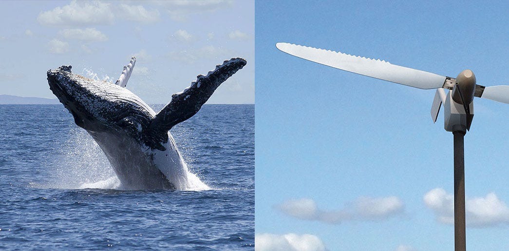 Can Right Whales And Wind Farms Safely Coexist?