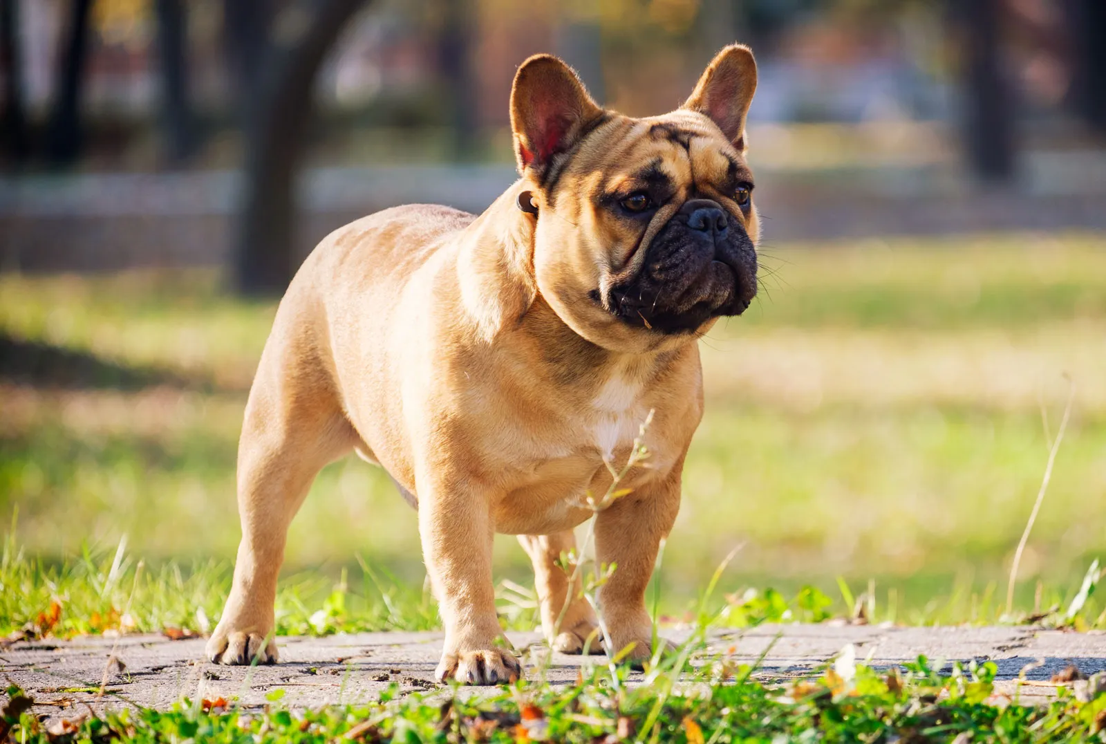 Guardian for Bulldogs