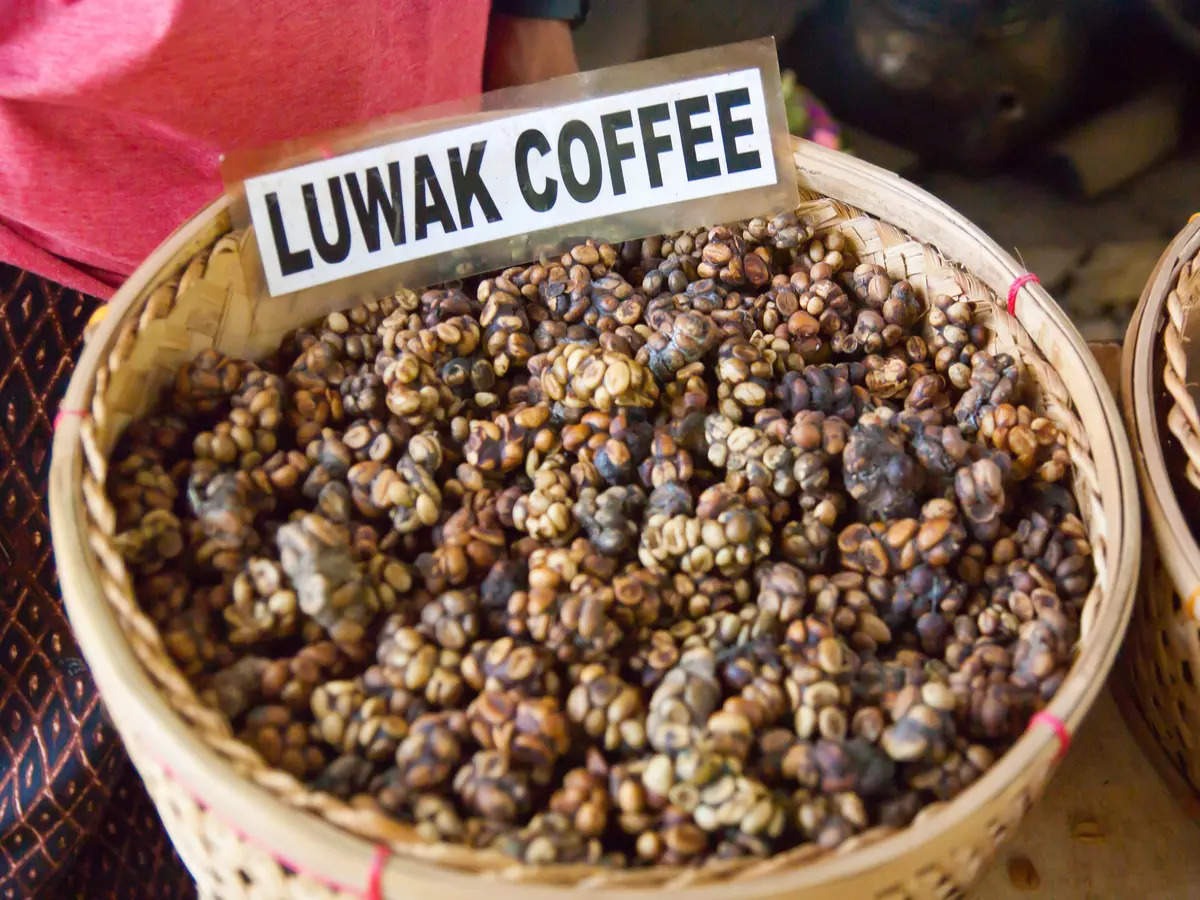 Kopi Luwak Coffee