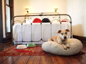 Pet-Friendly Hotels in New England