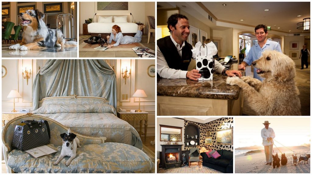 Discover the Purr-fact Retreats Pet-Friendly Hotels in New England