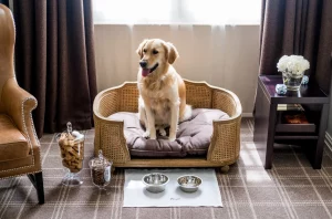 Pet-Friendly-Hotels-in-New-England