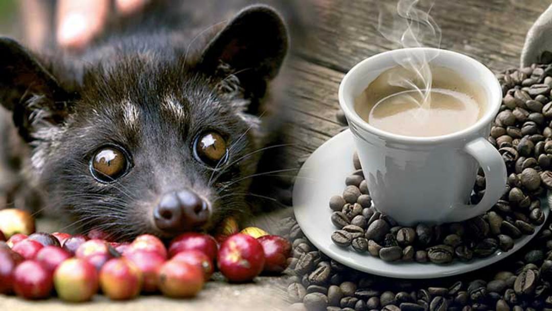 Kopi Luwak Coffee