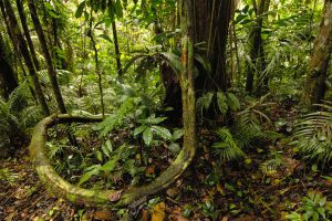 Unexplored Travel Destinations Mysteries of Earth's Last Jungle