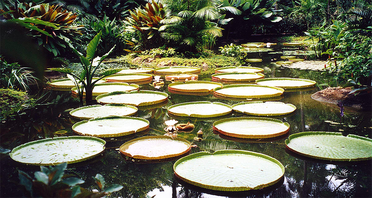 Botanic Garden Singapore