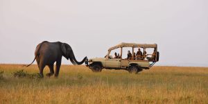 Brazil's Zoo Safari Adventure