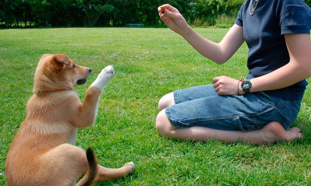 Mastering Dog Training: A Comprehensive Guide