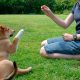 Mastering Dog Training: A Comprehensive Guide