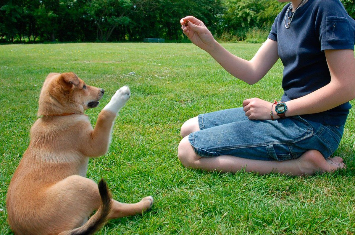 Mastering Dog Training: A Comprehensive Guide