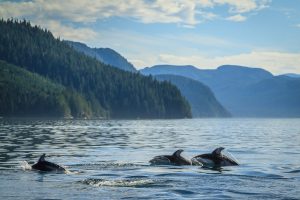 Pacific White Sided Dolphin