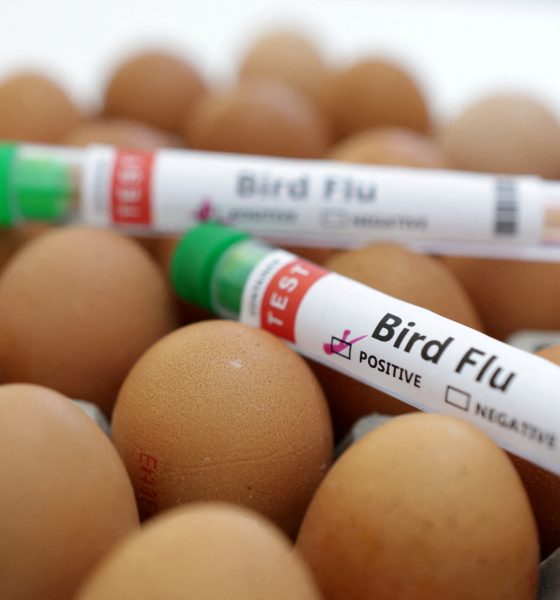 Bird Flu: Understanding the Impact on Poultry and Cattle