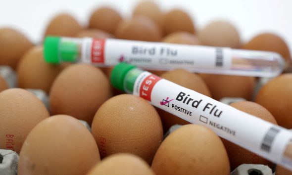 Bird Flu: Understanding the Impact on Poultry and Cattle