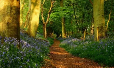 Beauty of Sanga Pur Forest