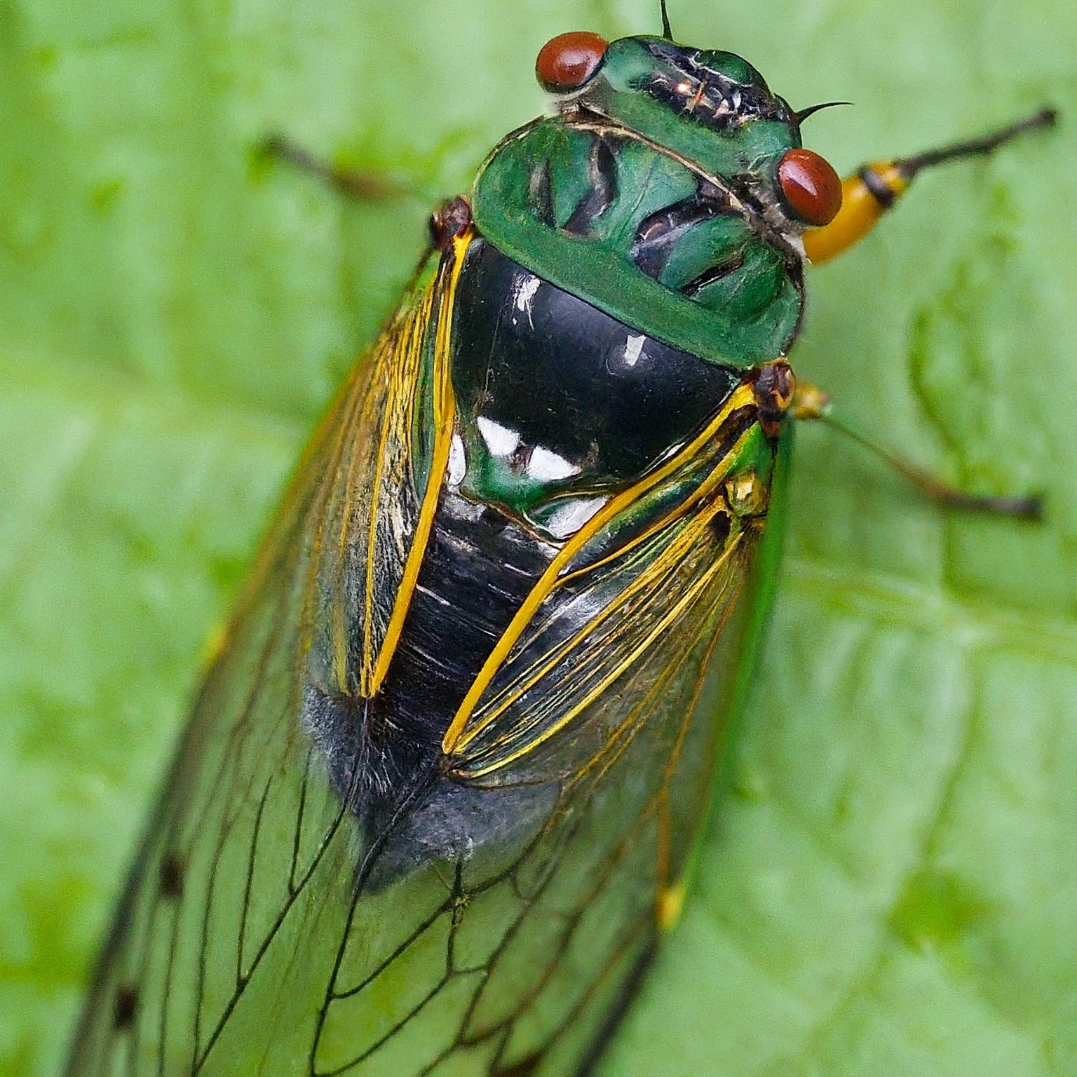 Cicada Frenzy: How Brood X Disrupts the Food Chain