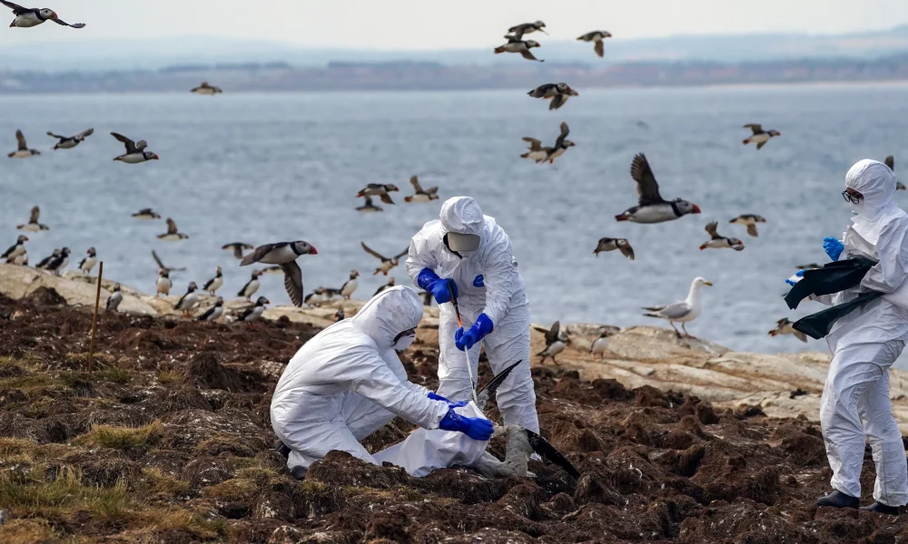 New Strain of Bird Flu: What You Need to Know