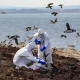 New Strain of Bird Flu: What You Need to Know