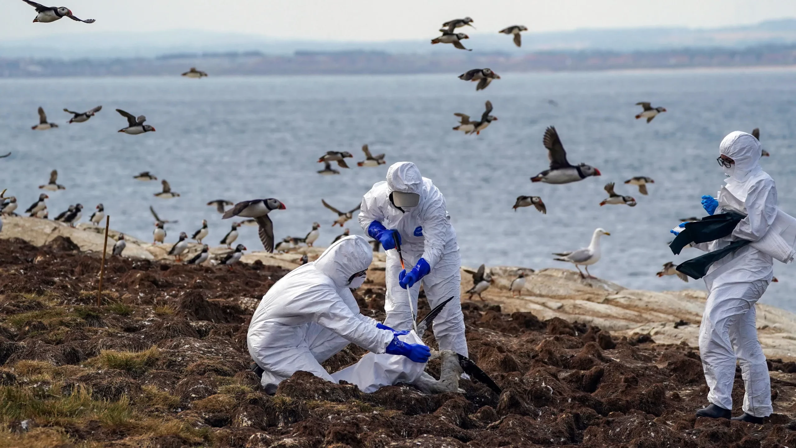 New Strain of Bird Flu: What You Need to Know