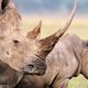 Amazing Animals Living in Islands Exploring Biodiversity