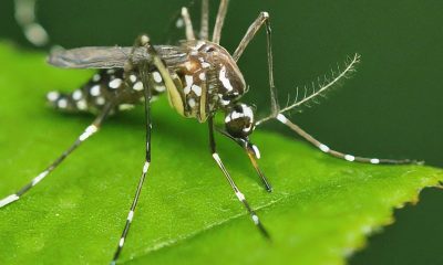 Dengue Fever on the Rise: Protect Yourself From Mosquito Bites