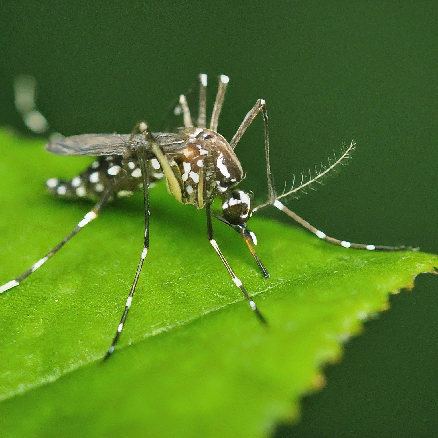 Dengue Fever on the Rise: Protect Yourself From Mosquito Bites