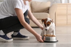 Salmon Bites: The Perfect Treat for Your Pets - Nutritious and Delicious