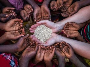 Global Food Security: Current Challenges and Solutions