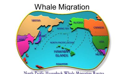 How Climate Change is Driving Global Migration Patterns