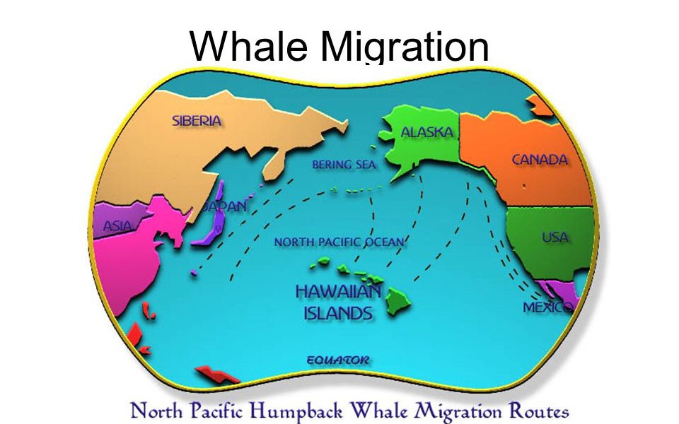 How Climate Change is Driving Global Migration Patterns