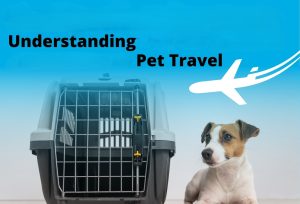 Travel with Your Pet Stress Free