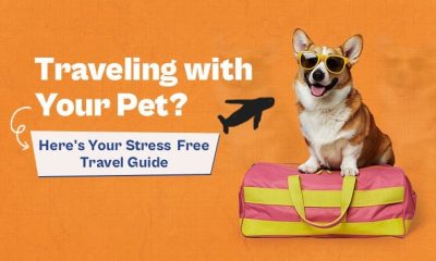 Travel with Your Pet Stress Free