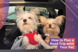 Travel with Your Pet Stress Free