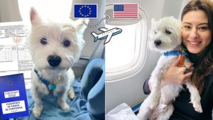 Travel with Your Pet Stress Free