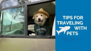 Travel with Your Pet Stress Free