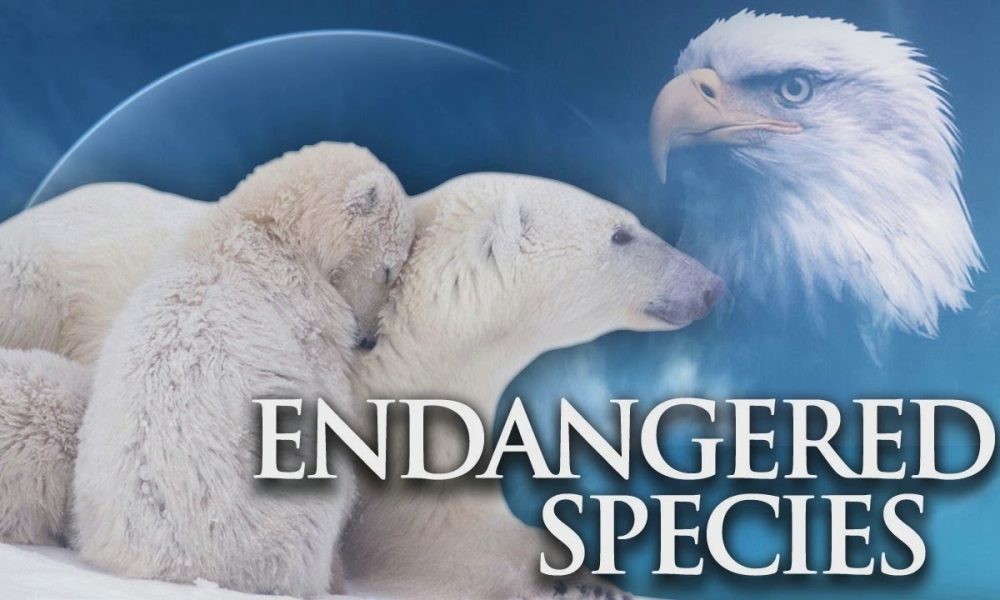 Endangered Species