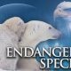 Endangered Species