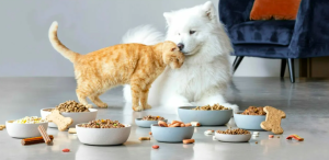 Crafting Balanced Nutrition Plans for Cats and Dogs