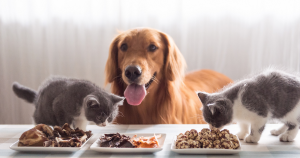 Crafting Balanced Nutrition Plans for Cats and Dogs