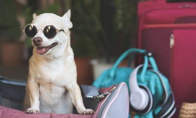 puppy bag