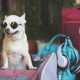 puppy bag