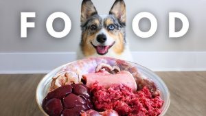 Raw Diet Plans for Healthy Pets