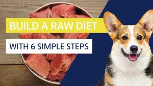 Raw Diet Plans for Healthy Pets