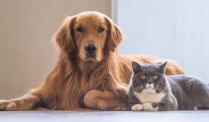 Crafting Balanced Nutrition Plans for Cats and Dogs