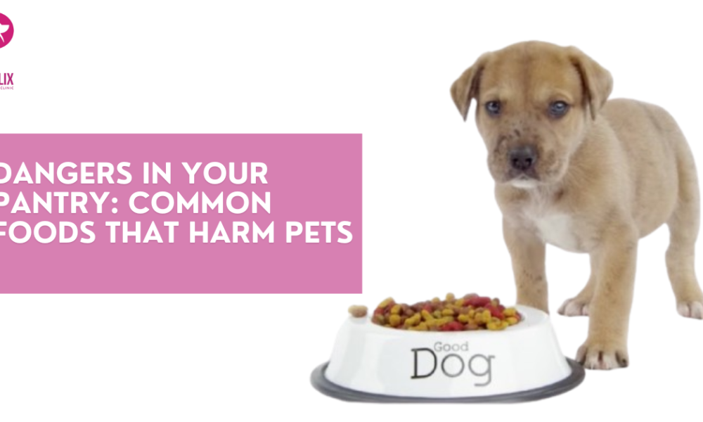 Dangers in Your Pantry: Common Foods That Harm Pets