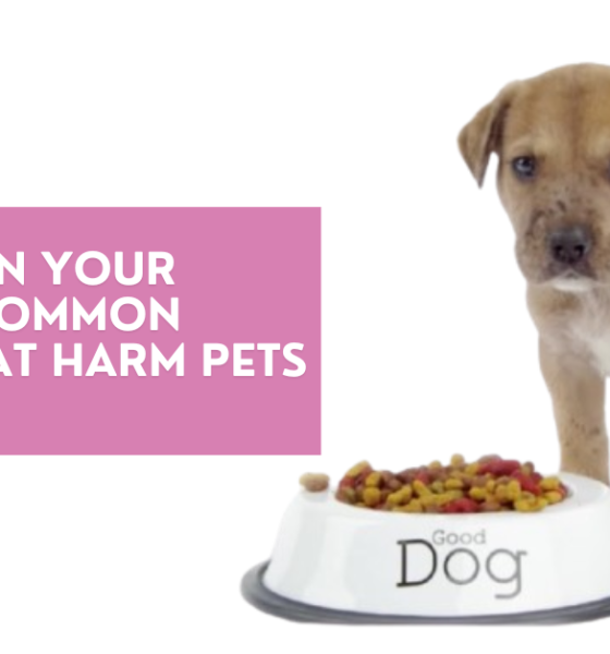 Dangers in Your Pantry: Common Foods That Harm Pets
