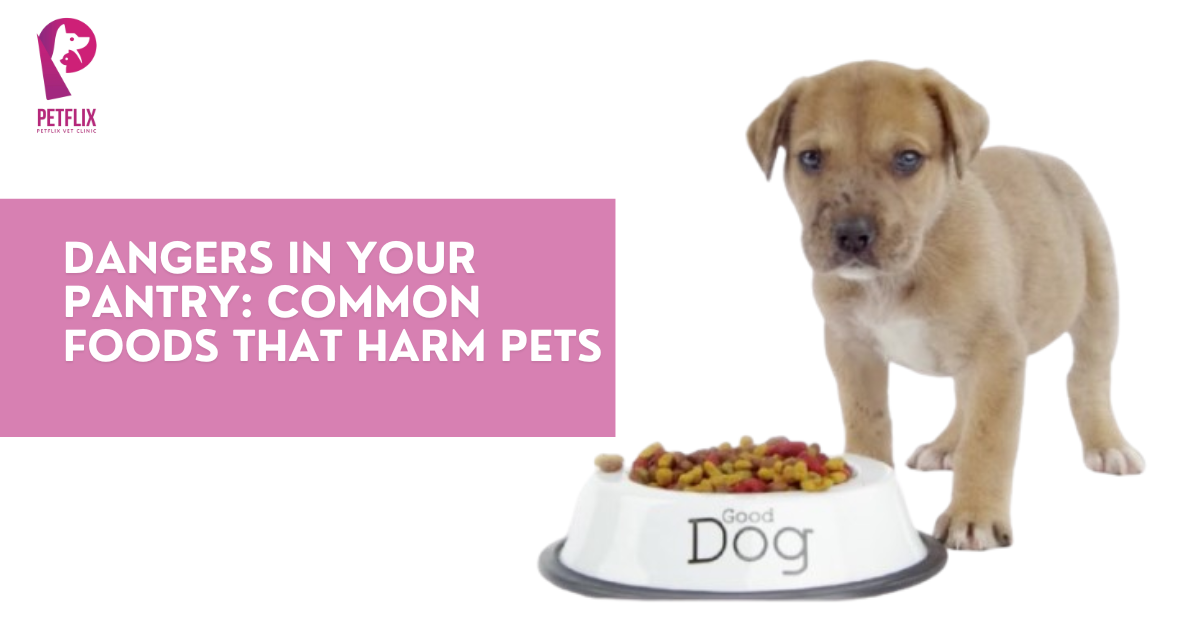 Dangers in Your Pantry: Common Foods That Harm Pets