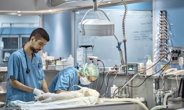 Orthopedic Instrument Set for Veterinary Surgeries