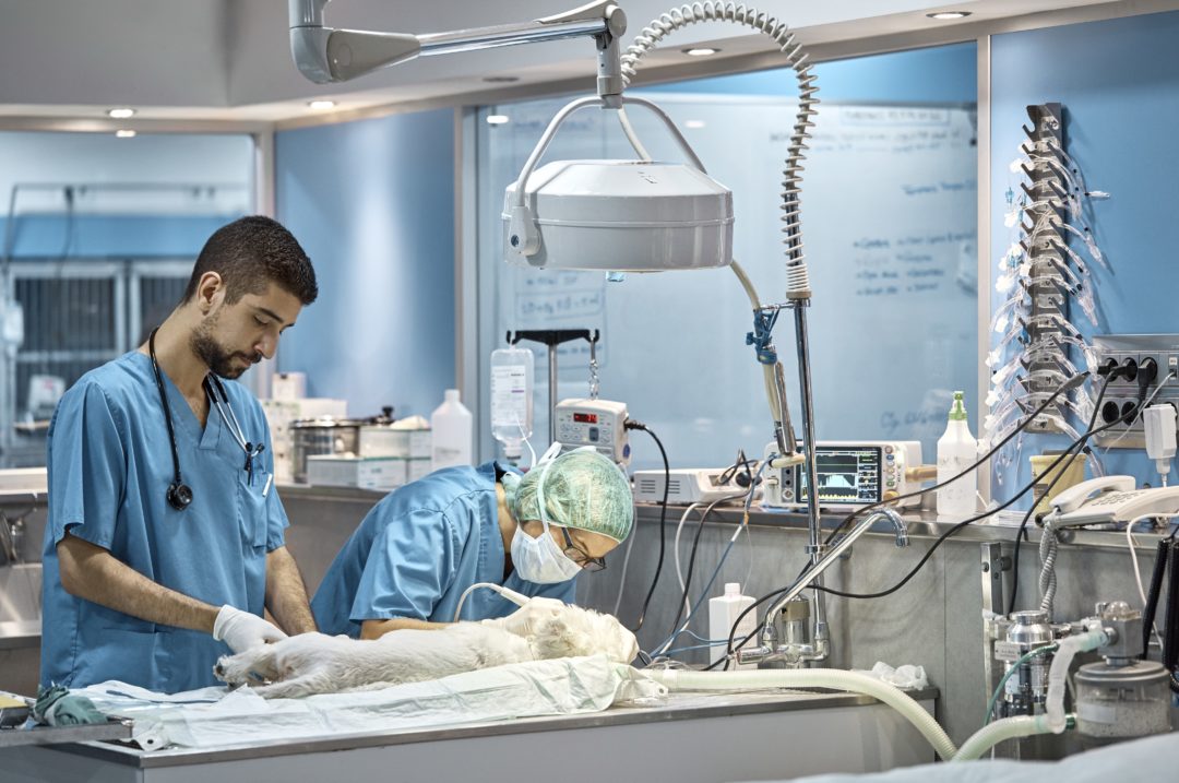 Orthopedic Instrument Set for Veterinary Surgeries
