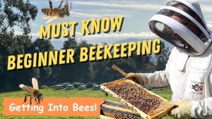 Urban Beekeeping
