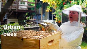 Urban Beekeeping