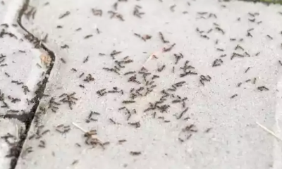 types of ants in Dover